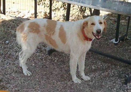 &Chi;ά&theta;&eta;&kappa;&epsilon; &eta; &Lambda;&omicron;ύ&sigma;&eta;, &lambda;&epsilon;&upsilon;&kappa;ή &amp; &kappa;&alpha;&phi;έ