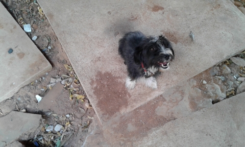 ΧΑΘΗΚΕ Η ΣΚΥΛΙΤΣΑ ΜΟΥ!