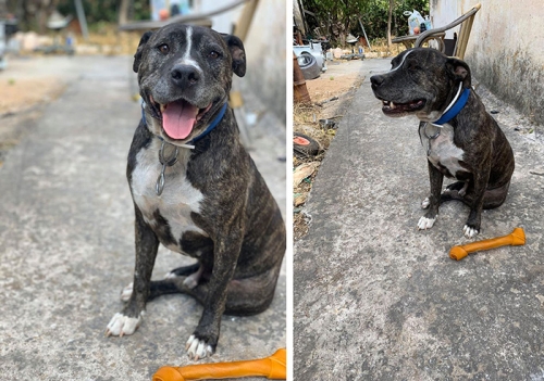 Χάθηκε πίτμπουλ, Γλυκά Νερά