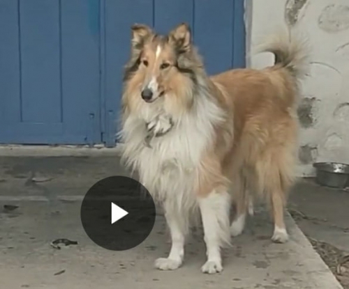 Χάθηκε Κόλεϊ, Μύκονος