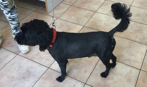 Βρέθηκε μαύρο σκυλάκι, Αμπελόκηπους Θεσ.