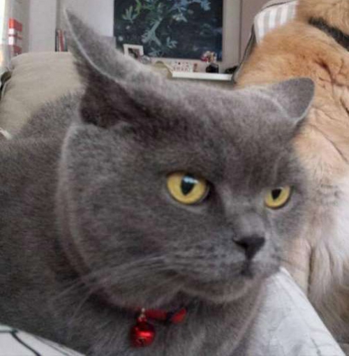 Χάθηκε γάτα, Πανόραμα Θεσ/νίκης