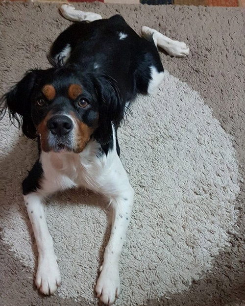 &Chi;ά&theta;&eta;&kappa;&epsilon; &sigma;&kappa;ύ&lambda;&omicron;&sigmaf;, &Alpha;&mu;ά&rho;&upsilon;&nu;&theta;&omicron;&sigmaf; &Epsilon;&upsilon;&beta;&omicron;ί&alpha;&sigmaf;