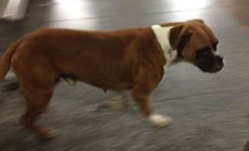 &Beta;&rho;έ&theta;&eta;&kappa;&epsilon; &Mu;&pi;ό&xi;&epsilon;&rho;, &Theta;&epsilon;&sigma;/&nu;ί&kappa;&eta;