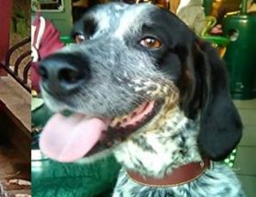 &Chi;ά&theta;&eta;&kappa;&epsilon; &kappa;&upsilon;&nu;&eta;&gamma;ό&sigma;&kappa;&upsilon;&lambda;&omicron;, &Pi;&upsilon;&lambda;&alpha;ί&alpha;