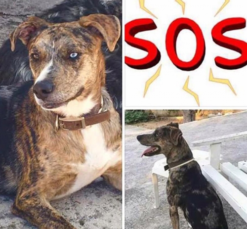 &Chi;ά&theta;&eta;&kappa;&epsilon; &theta;&eta;&lambda;&upsilon;&kappa;ό&sigmaf; &sigma;&kappa;ύ&lambda;&omicron;&sigmaf;, &Sigma;&alpha;&lambda;&alpha;&mu;ί&nu;&alpha;