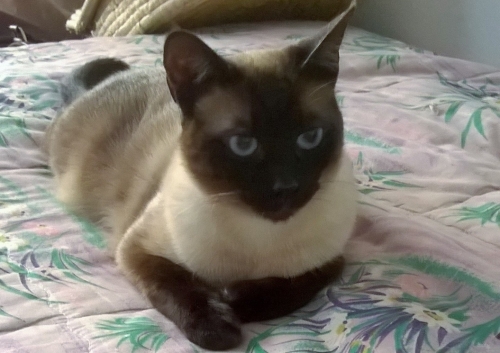 &Chi;ά&theta;&eta;&kappa;&epsilon; &Gamma;ά&tau;&alpha;, &Sigma;&iota;ά&mu; &theta;&eta;&lambda;&upsilon;&kappa;ό, &Kappa;&rho;ή&tau;&eta;