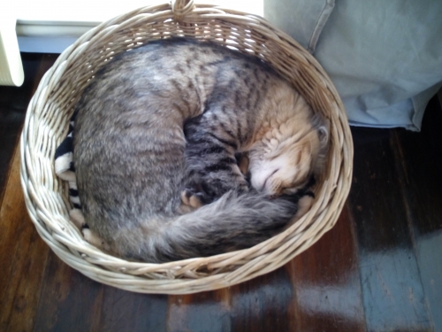 Χάθηκε ο γάτος μας