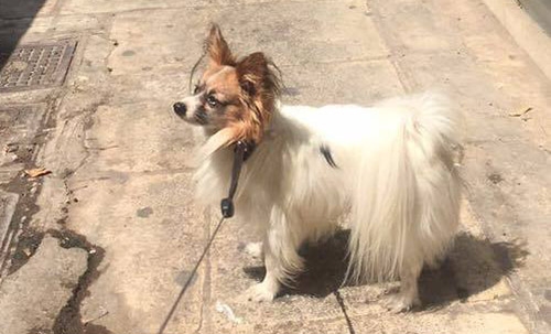 Χάθηκε σκύλος, Καλλιθέα