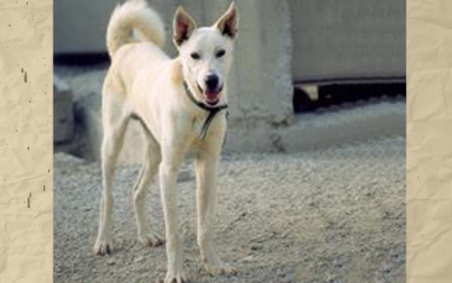 &Chi;ά&theta;&eta;&kappa;&epsilon; &lambda;&epsilon;&upsilon;&kappa;ό &theta;&eta;&lambda;&upsilon;&kappa;ό &sigma;&kappa;&upsilon;&lambda;ά&kappa;&iota;, &Chi;&alpha;&nu;&iota;ά