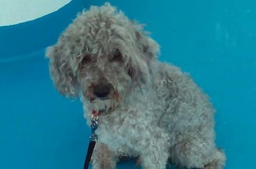 &Chi;ά&theta;&eta;&kappa;&epsilon; &alpha;&rho;&sigma;&epsilon;&nu;&iota;&kappa;ό &Kappa;&alpha;&nu;ί&sigmaf;, &Sigma;ύ&rho;&omicron;&sigmaf;