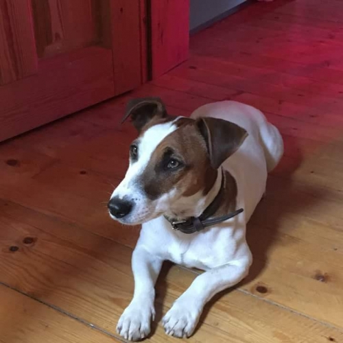 Χάθηκε Τζακ Ράσελ στη Θεσσαλονίκη