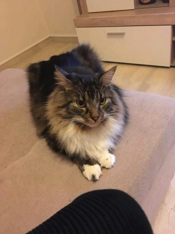 &Chi;&alpha;&theta;&eta;&kappa;&epsilon; &gamma;ά&tau;&alpha;, &Nu;. &Sigma;&mu;ύ&rho;&nu;&eta;