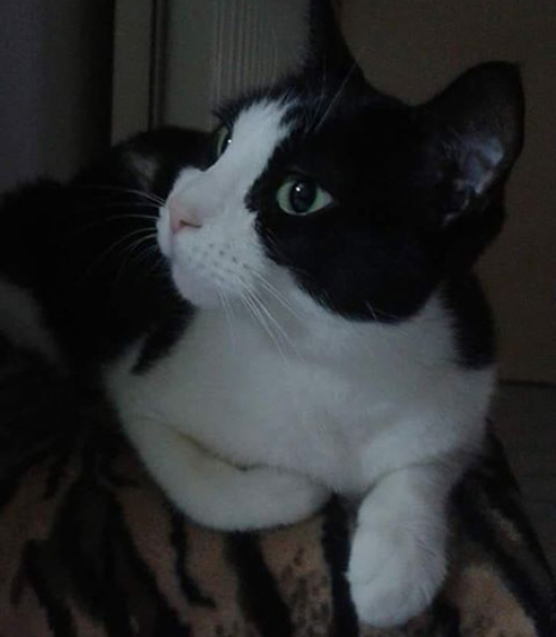 Χάθηκε ασπρόμαυρη γάτα, Ίλιον