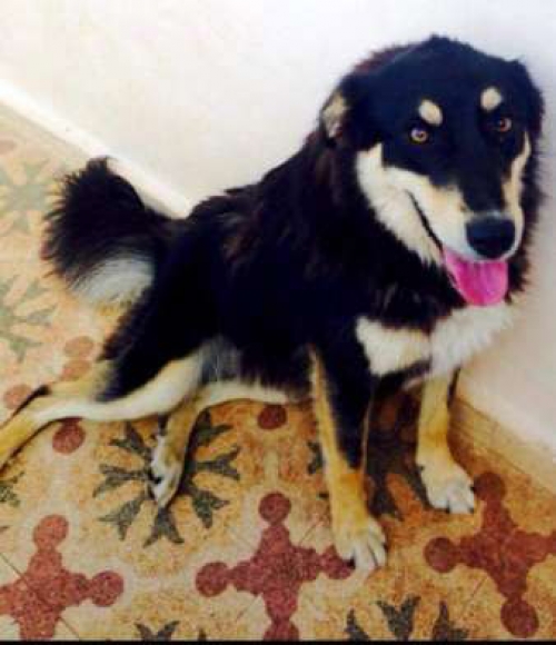 Χάθηκε θηλυκό μαύρο σκυλάκι