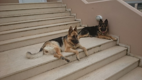 &Chi;ά&theta;&eta;&kappa;&epsilon; &Sigma;&kappa;ύ&lambda;&omicron;&sigmaf;, &zeta;&epsilon;&upsilon;&gamma;ά&rho;&iota; &Lambda;&upsilon;&kappa;ό&sigma;&kappa;&upsilon;&lambda;&alpha;, &Lambda;&omicron;&upsilon;&tau;&rho;ά&kappa;&iota;