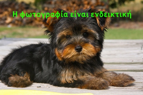 Χάθηκε θηλυκό Γιορκσάιρ Τερριέ, Περιστέρι