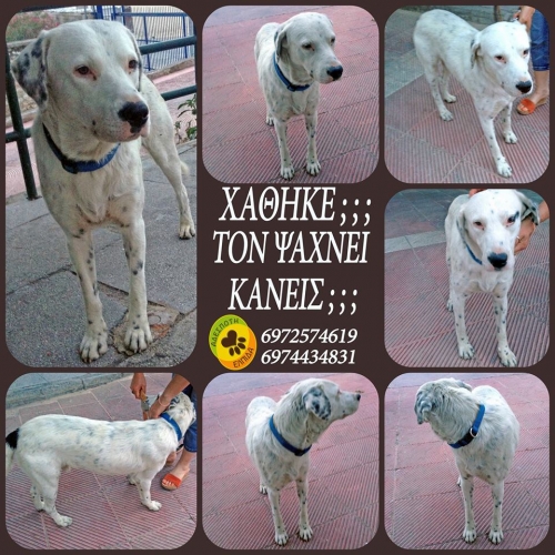 Βρέθηκε άσπρο αρσενικό, Πέραμα