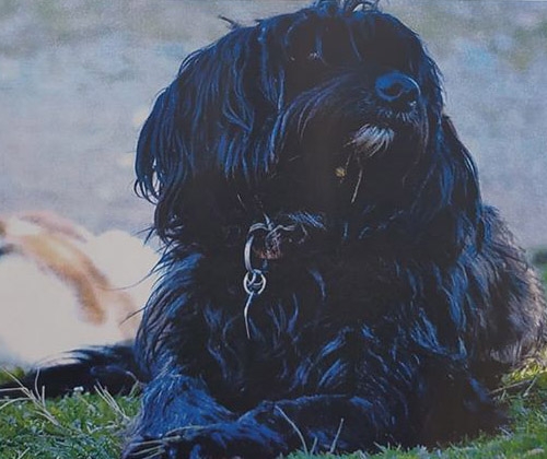 Χάθηκε ημίαιμο Γκριφόν, Βόλος