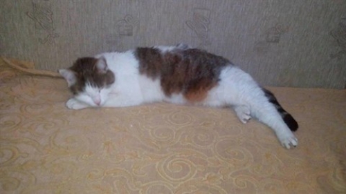 &Chi;ά&theta;&eta;&kappa;&epsilon; &Gamma;&alpha;&tau;&omicron;ύ&lambda;&alpha; , &Epsilon;&pi;&alpha;&nu;&omicron;&mu;ή