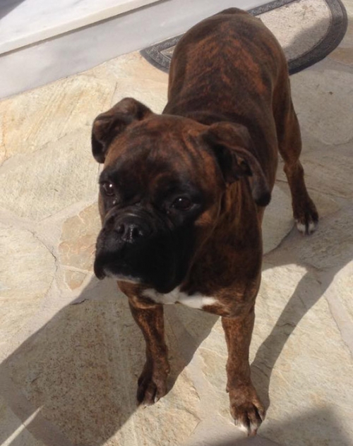 Χάθηκε θηλυκό Μπόξερ, Μαρούσι