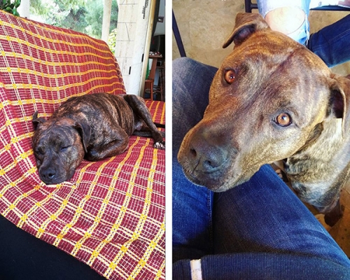 Χάθηκε Πίτμπουλ, Κορωπί