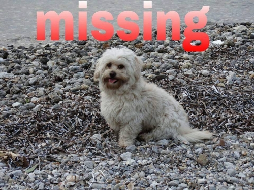 &Chi;ά&theta;&eta;&kappa;&epsilon; &lambda;&epsilon;&upsilon;&kappa;ό &mu;&pi;&epsilon;&zeta; &sigma;&kappa;&upsilon;&lambda;ά&kappa;&iota;