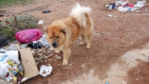 &Beta;&rho;έ&theta;&eta;&kappa;&epsilon; &kappa;&alpha;&nu;&epsilon;&lambda;ί Chow Chow, &Pi;ό&rho;&tau;&omicron; &Rho;&alpha;&phi;&tau;&eta;