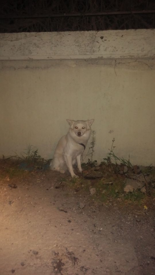 &Beta;&rho;έ&theta;&eta;&kappa;&epsilon; ά&sigma;&pi;&rho;&omicron; &Sigma;&pi;&iota;&tau;&sigmaf;, &Lambda;&upsilon;&kappa;ό&beta;&rho;&upsilon;&sigma;&eta;