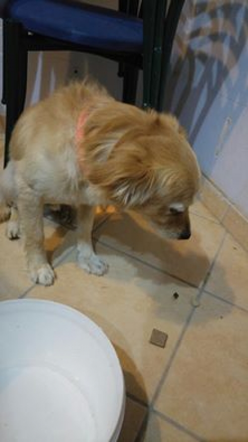 &Chi;ά&theta;&eta;&kappa;&epsilon; &mu;&pi;&epsilon;&zeta; &sigma;&kappa;&upsilon;&lambda;ά&kappa;&iota;, &Alpha;&gamma;. &Delta;&eta;&mu;ή&tau;&rho;&iota;&omicron;