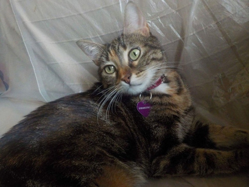 Χάθηκε γάτα, Κερατσίνι