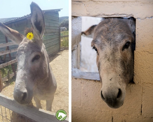 &Chi;ά&theta;&eta;&kappa;&epsilon; &gamma;ά&iota;&delta;&alpha;&rho;&omicron;&sigmaf;, &Kappa;&omicron;&upsilon;&beta;&alpha;&rho;ά&sigmaf;