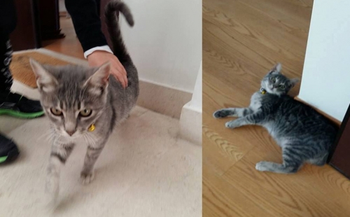 &Chi;ά&theta;&eta;&kappa;&epsilon; &gamma;ά&tau;&omicron;&sigmaf;, &Delta;&rho;&omicron;&sigma;&iota;ά - &Rho;έ&alpha;