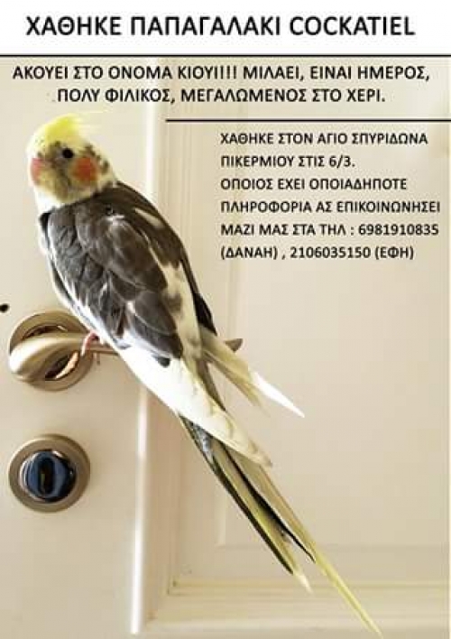 &Chi;ά&theta;&eta;&kappa;&epsilon; &pi;&alpha;&pi;&alpha;&gamma;ά&lambda;&omicron;&sigmaf; Cockatiel