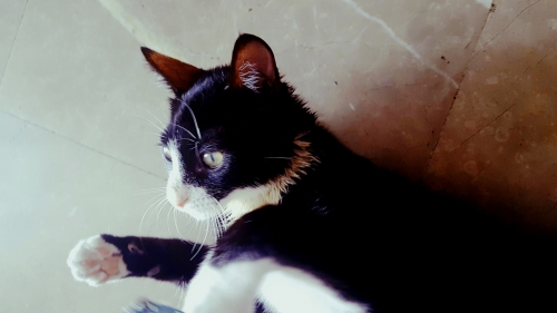 Χάθηκε ασπρόμαυρη αρσενική στειρωμένη γάτα στον Πειραιά