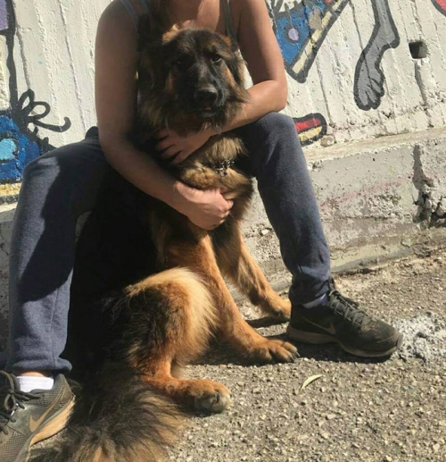 Χάθηκε λυκόσκυλο, Αγ. Ανδριανός Ναυπλίου