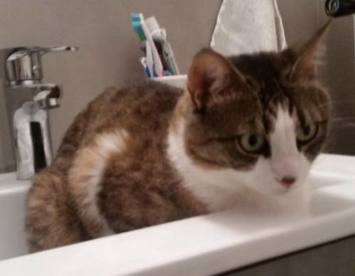 &Chi;ά&theta;&eta;&kappa;&epsilon; &gamma;ά&tau;&alpha;, &Alpha;&theta;ή&nu;&alpha; &kappa;έ&nu;&tau;&rho;&omicron;