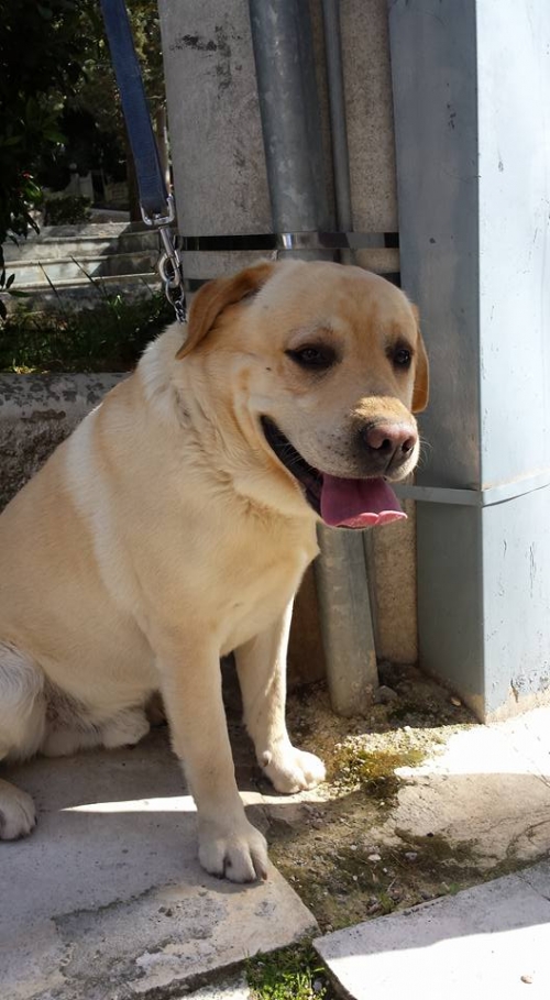 &Beta;&rho;έ&theta;&eta;&kappa;&epsilon; &mu;&pi;&epsilon;&zeta; &alpha;&rho;&sigma;&epsilon;&nu;&iota;&kappa;ό&sigmaf; &sigma;&kappa;ύ&lambda;&omicron;&sigmaf;