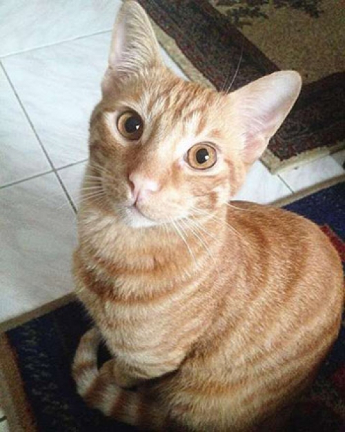 &Chi;ά&theta;&eta;&kappa;&epsilon; &sigma;&tau;&omicron;&nu; &Alpha;&gamma;. &Alpha;&nu;&tau;ώ&nu;&iota;&omicron;