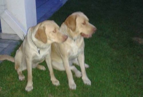 Χάθηκαν Λάμπρατορ (δύο σκυλάκια), Λιτόχωρο