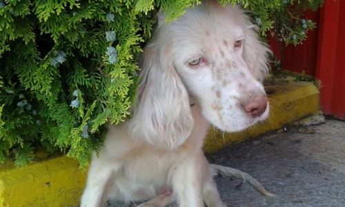 &Beta;&rho;έ&theta;&eta;&kappa;&epsilon; &lambda;&epsilon;&upsilon;&kappa;ό &mu;&pi;&epsilon;&zeta; &Kappa;ό&kappa;&epsilon;&rho;, &Kappa;&alpha;&beta;ά&lambda;&alpha;