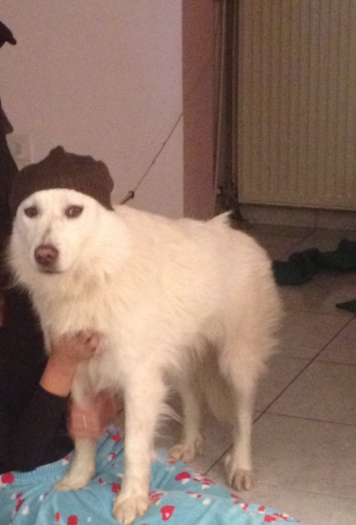 Χαθηκε απο την περιοχη Μόλα Καλύβα Χαλκιδικής