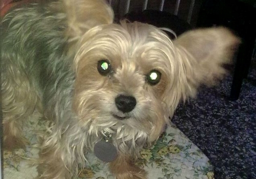 &Chi;ά&theta;&eta;&kappa;&epsilon; &Gamma;&iota;ό&rho;&kappa;&sigma;&alpha;&iota;&rho; &alpha;&rho;&sigma;&epsilon;&nu;&iota;&kappa;ό, Ά&nu;&omega; &Iota;&lambda;ί&sigma;&iota;&alpha;