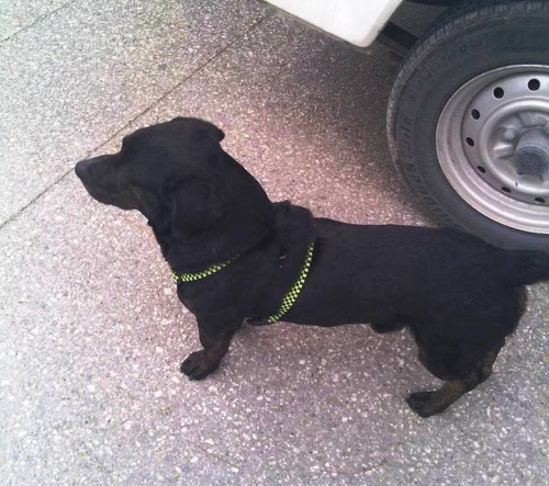 &Beta;&rho;έ&theta;&eta;&kappa;&epsilon; &mu;&alpha;ύ&rho;&omicron; &alpha;&rho;&sigma;&epsilon;&nu;&iota;&kappa;ό &sigma;&kappa;&upsilon;&lambda;ά&kappa;&iota;