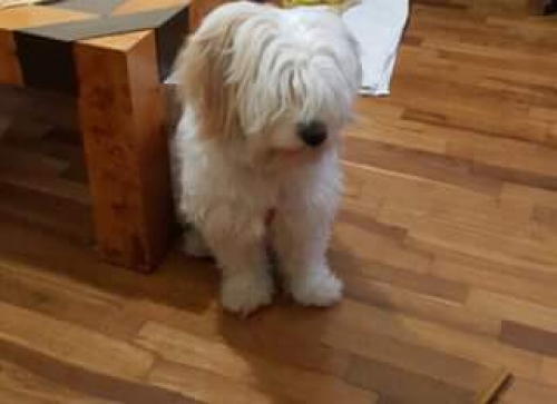 &Beta;&rho;έ&theta;&eta;&kappa;&epsilon; &lambda;&epsilon;&upsilon;&kappa;ό &sigma;&kappa;&upsilon;&lambda;ά&kappa;&iota;, &Lambda;ά&rho;&iota;&sigma;&alpha;