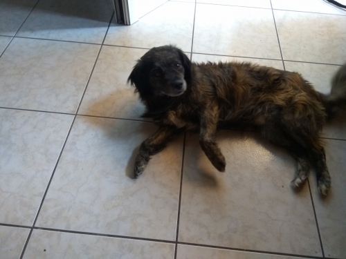 ΧΑΘΗΚΕ Ο ΣΚΥΛΑΚΟΣ ΜΑΣ(ΜΠΟΥΜΠΗΣ)