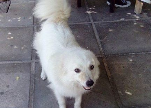 &Beta;&rho;έ&theta;&eta;&kappa;&epsilon; ά&sigma;&pi;&rho;&omicron; &Sigma;&pi;&iota;&tau;&sigmaf;, &Theta;&epsilon;&sigma;&sigma;&alpha;&lambda;&omicron;&nu;ί&kappa;&eta;