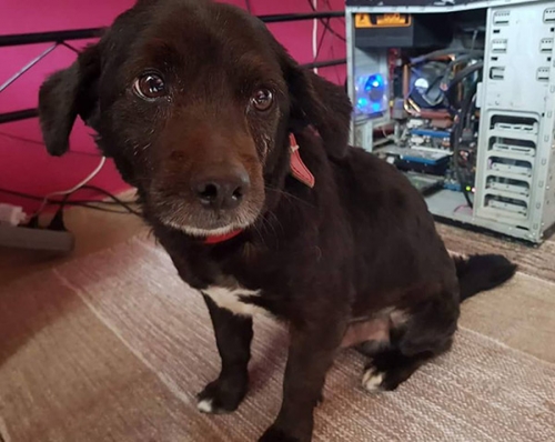 Βρέθηκε μαύρο σκυλάκι, Ν. Ηράκλειο