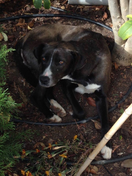 &Beta;&rho;έ&theta;&eta;&kappa;&epsilon; &mu;&alpha;ύ&rho;&omicron; &sigma;&kappa;&upsilon;&lambda;ά&kappa;&iota;, &Phi;&iota;&lambda;&omicron;&theta;έ&eta;