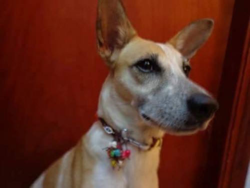 Χάθηκε μπεζ λευκό σκυλάκι, Σαλαμίνα